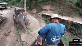 thai big cock video: Elephant ride in Thailand with had sex after